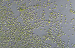 Chlorella vulgaris